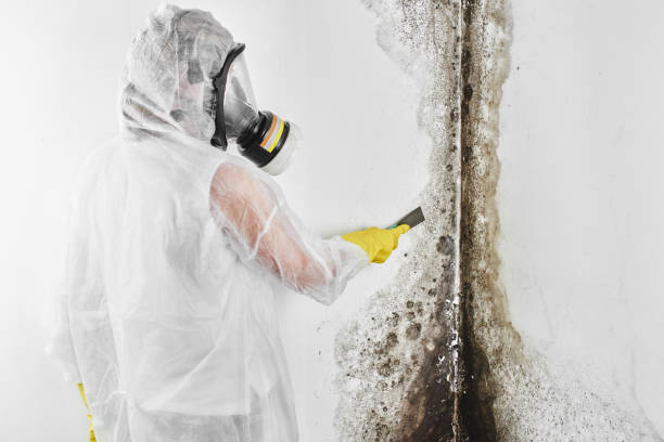 Best Toxic Mold Removal  in Gorman, NC
