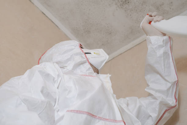Best Fast Mold Removal  in Gorman, NC