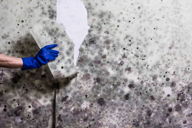 Best Crawl Space Mold Removal  in Gorman, NC