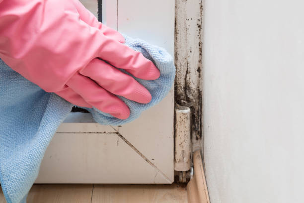 Best Mold Remediation  in Gorman, NC