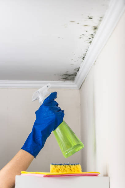 Best Mold Cleaning Services  in Gorman, NC