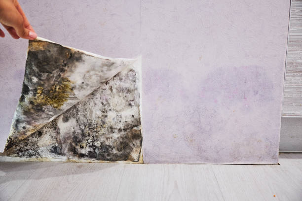 Best Mold Damage Repair  in Gorman, NC